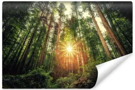 fototapeta-scienna-las-sekwoje-przyroda-slonce-efekt-3d-450x300