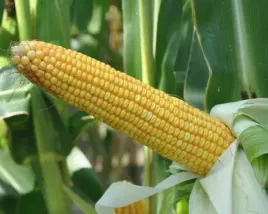 nasiona-kukurydzy-sm-boryna-fao-250-na-kiszonke