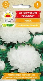astry-biale-perlowe-nasiona-kwiatow-aster-biala-perla