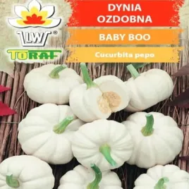 dynia-biala-ozdobna-baby-boo-deokoracyjna-jadalna-miniaturowa