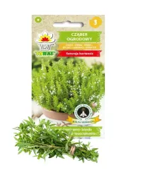 czaber-ogrodowy-ziola-nasiona-czabru-przyprawa-niepowtarzalny-smak-aromat