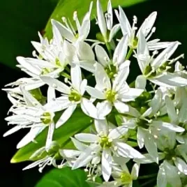 czosnek-niedzwiedzi-mrozoodporny-nasiona-czosnku-ziola-lecznicze