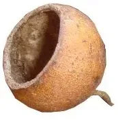 bell-cup-mini-naturalny-2-4-cm-glowka-z-ogonkiem-susz-egzotyczny-dekoracja