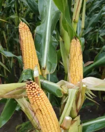 nasiona-kukurydzy-kosmal-fao-260-stabilnie-plonujacy-kolos-50-tn