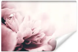 fototapeta-do-sypialni-salonu-rozowe-piwonia-kwiaty-natura-450x300