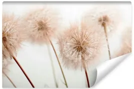 fototapeta-do-sypialni-kwiaty-dmuchawce-nasiona-natura-rosliny-3d-450x300