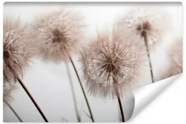 fototapeta-do-salonu-kwiaty-dmuchawce-natura-efekt-3d-rosliny-450x300