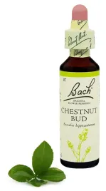 7-chestnut-bud-pak-kasztanowca-20-ml-nelson