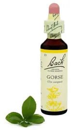 13-gorse-kolcolist-zachodni-20-ml-nelson-bach