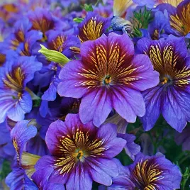 vilmorin-nasiona-tujalka-idealna-na-kwiaty-ciete-rabaty-dlugo-swieze-kwiaty