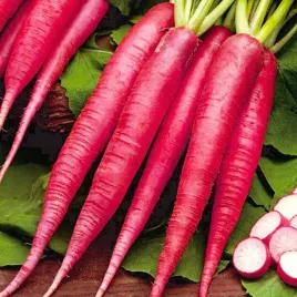 vilmorin-rzodkiewka-ostergruss-rosa-2-jak-marchew-smaczna-dekoracyjna-10g