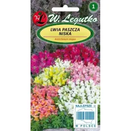 lwia-paszcza-niska-mix-kolorow-legutko-nasiona