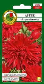 aster-chryzantemowy-czerwony-08-g-pnos-nasiona