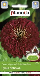 plantico-cynia-daliowa-burgund-1g-nasiona