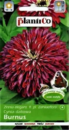 cynia-wytworna-daliowa-burnus-1g-plantico-nasiona