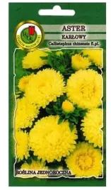aster-karlowy-ksantypa-0-8g-zolty-pnos-nasiona