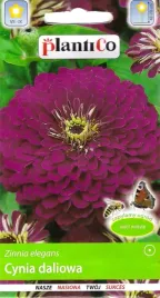 cynia-daliowa-purple-prince-fioletowa-nasiona-1g-plantico