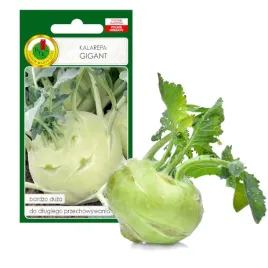 kalarepa-gigant-pozna-nie-drewnieje-nasiona-bez-gmo