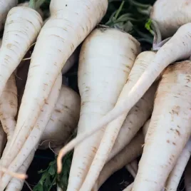 pietruszka-korzeniowa-halblange-typ-berlinska-plenna-nasiona-5g