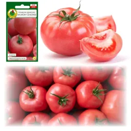 pomidor-malinowy-ozarowski-wczesny-idealny-smak-owoc-do-120g-nasiona-075g
