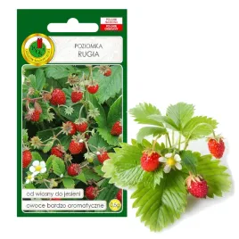 nasiona-poziomka-rugia-plenna-smaczna-odporna-na-mroz-owoc-w-1rok