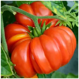 pomidor-marmande-wysoki-miesisty-jedrny-miazsz-plenny-masa-do-170g