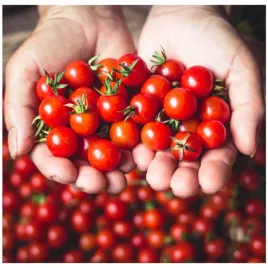 pomidor-red-cherry-koktajlowy-soczysty-slodki-nasiona-bez-gmo