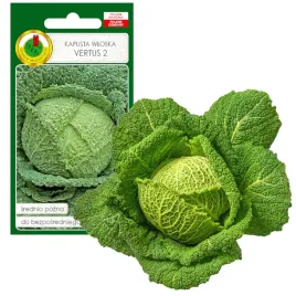 kapusta-wloska-vertus-golabki-nasiona-bez-gmo