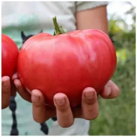 pomidor-gigant-grunt-smaczny-soczysty-duzy-owoc-latwa-uprawa-nasiona-1g