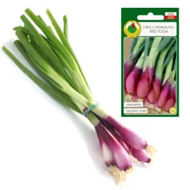cebula-red-toga-szczypior-wieloletnia-nasiona-bez-gmo