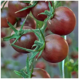 pomidor-black-cherry-koktajlowy-plenny-niezwykle-smaczny-pomidory-nasiona