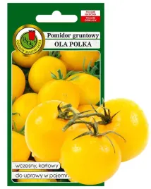 pomidor-ola-polka-karlowy-zolty-nasiona-bez-gmo