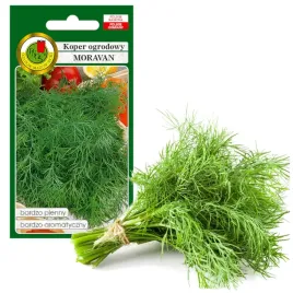 koper-ogrodowy-moravan-5g-plenna-nasiona-bez-gmo
