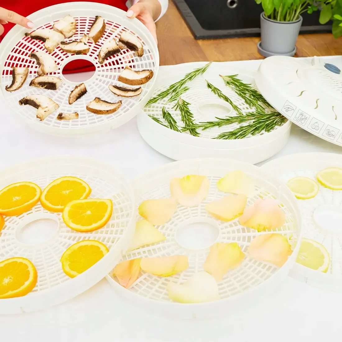 suszarka-do-grzybow-spozywcza-mpm-msg-01