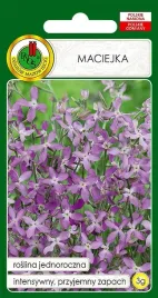 maciejka-silnie-pachnie-fioletowy-kwiat-nasiona