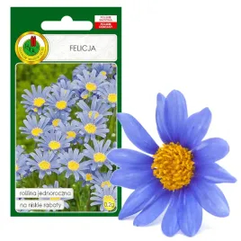 felicja-niebieska-stokrotkowy-kwiat-nasiona