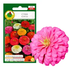 cynia-kobold-mieszana-dlugo-kwitnie-nasiona