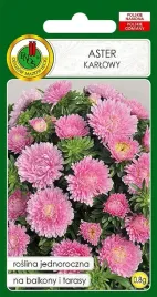 aster-karlowy-rozowy-na-rabaty-kwiat-nasiona