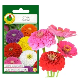 cynia-daliowa-mieszana-duzy-kwiat-nasiona