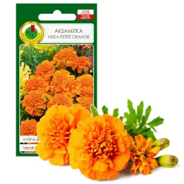 aksamitka-pelna-niska-petite-pomaranczowa-kwiat-nasiona