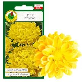 aster-peoniowy-zolty-na-rabaty-kwiat-nasiona