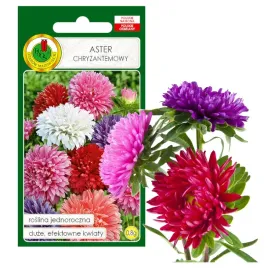 aster-chryzantemowy-mieszany-kwiat-nasiona