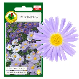 brachykoma-mieszana-na-rabaty-skalniak-kwiat-nasiona