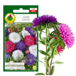 aster-karlowy-mieszany-na-rabatki-kwiat-nasiona