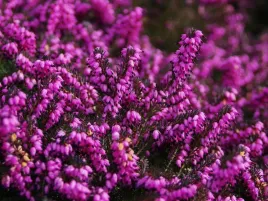 wrzosiec-wiosenny-ciemny-roz-zimozielony-mrozoodporny-kwitnie-juz-zima