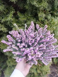 wrzosiec-wiosenny-jasny-roz-zimozielony-mrozoodporny-kwitnie-juz-zima