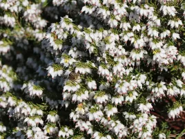 wrzosiec-wiosenny-bialy-zimozielony-mrozoodporny-kwitnie-juz-zima