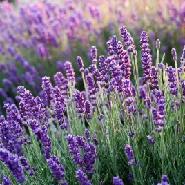 lawenda-hidcote-lavandula-intensywnie-fioletowa-mrozoodporna-sadzonka