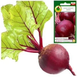 burak-cwiklowy-czerwona-bona-zbior-lato-jesien-5g