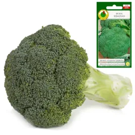 brokul-sebastian-uprawa-na-wiosne-i-jesien-2g